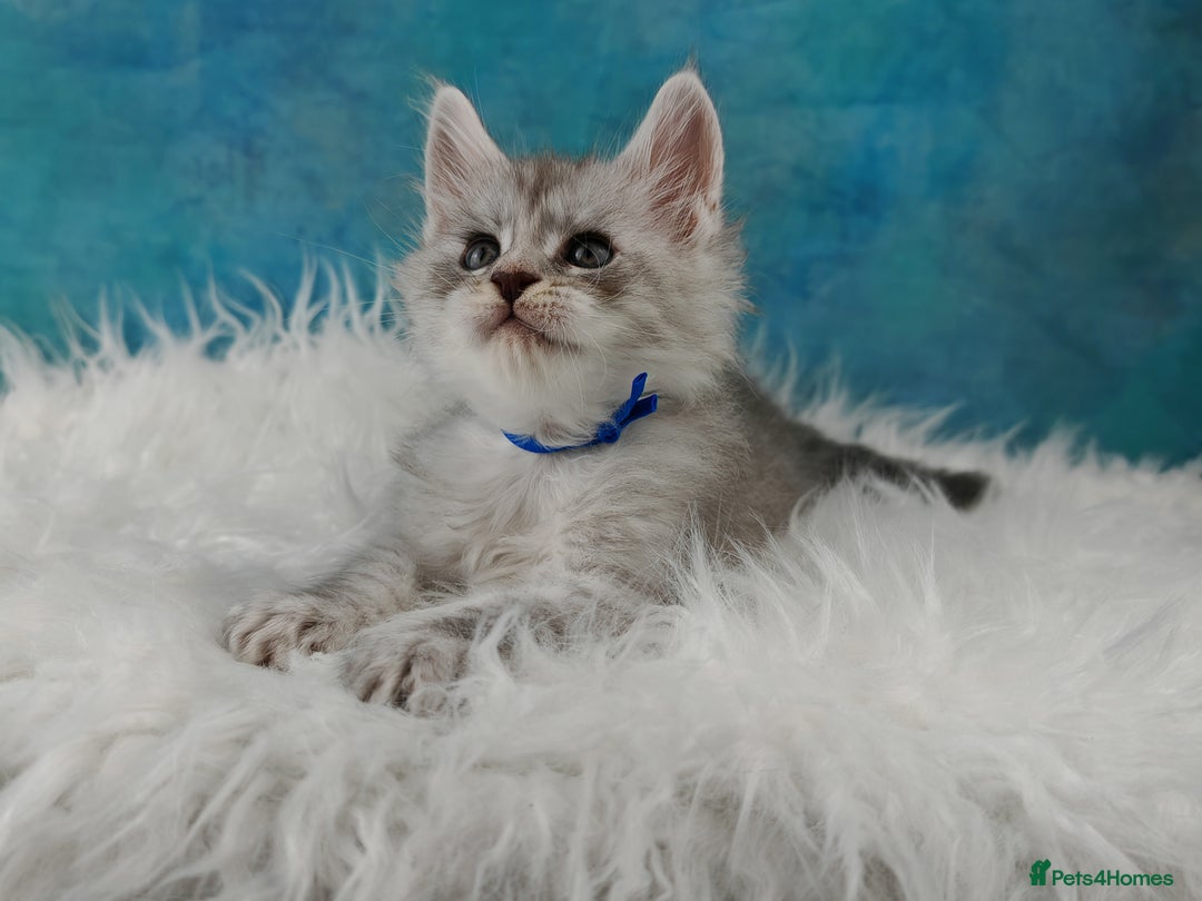 Maine Coon cats for sale: Shaded line Maine Coon kittens - Advert 5