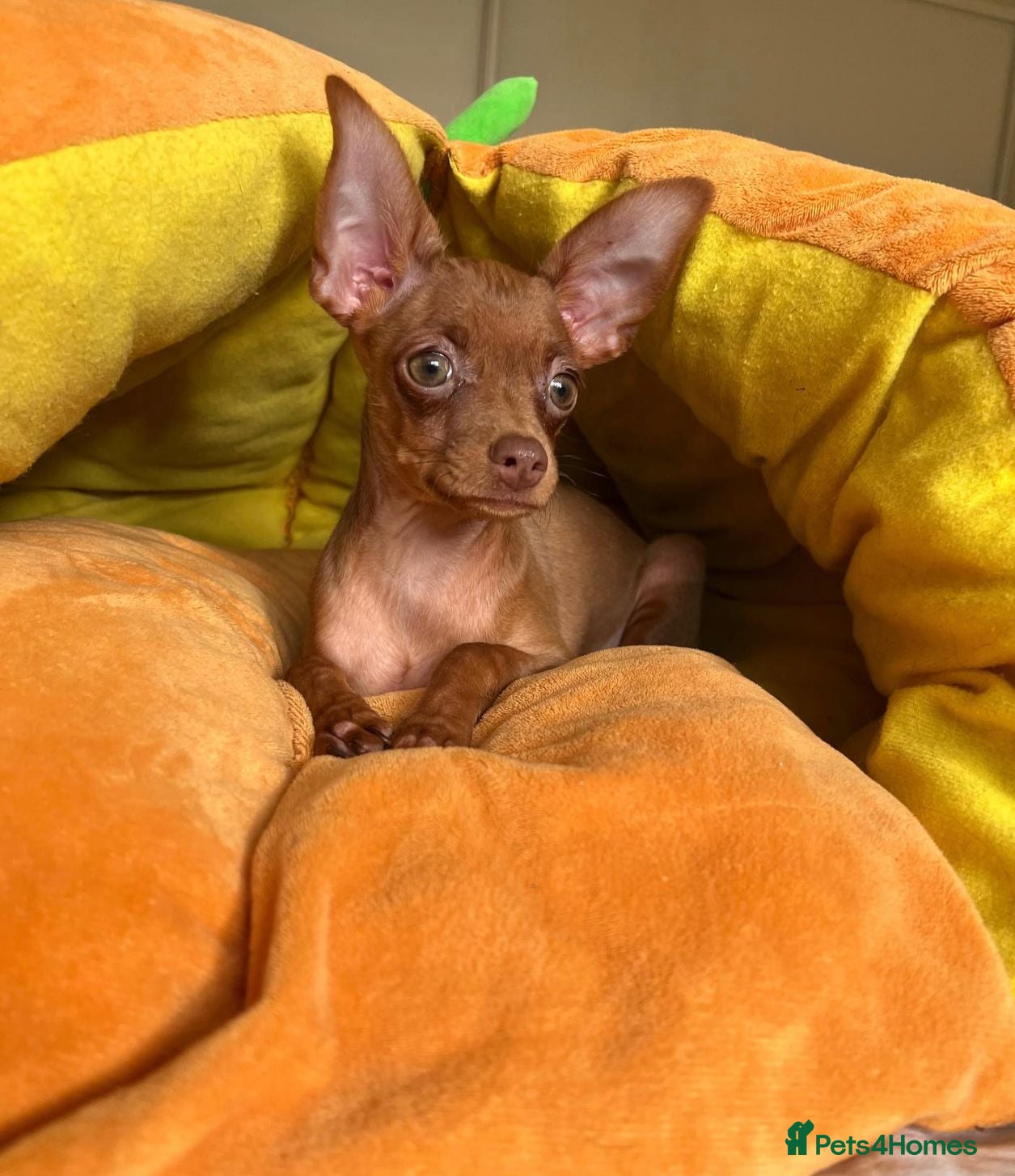 Russian Toy Terrier dogs Cutest little friend for life  - Advert 2