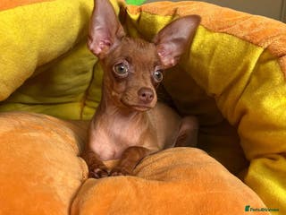 Russian Toy Terrier dogs Cutest little friend for life - Advert 15