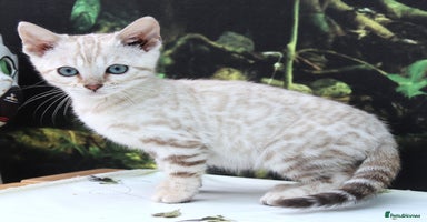 Bengal cats - Advert 15
