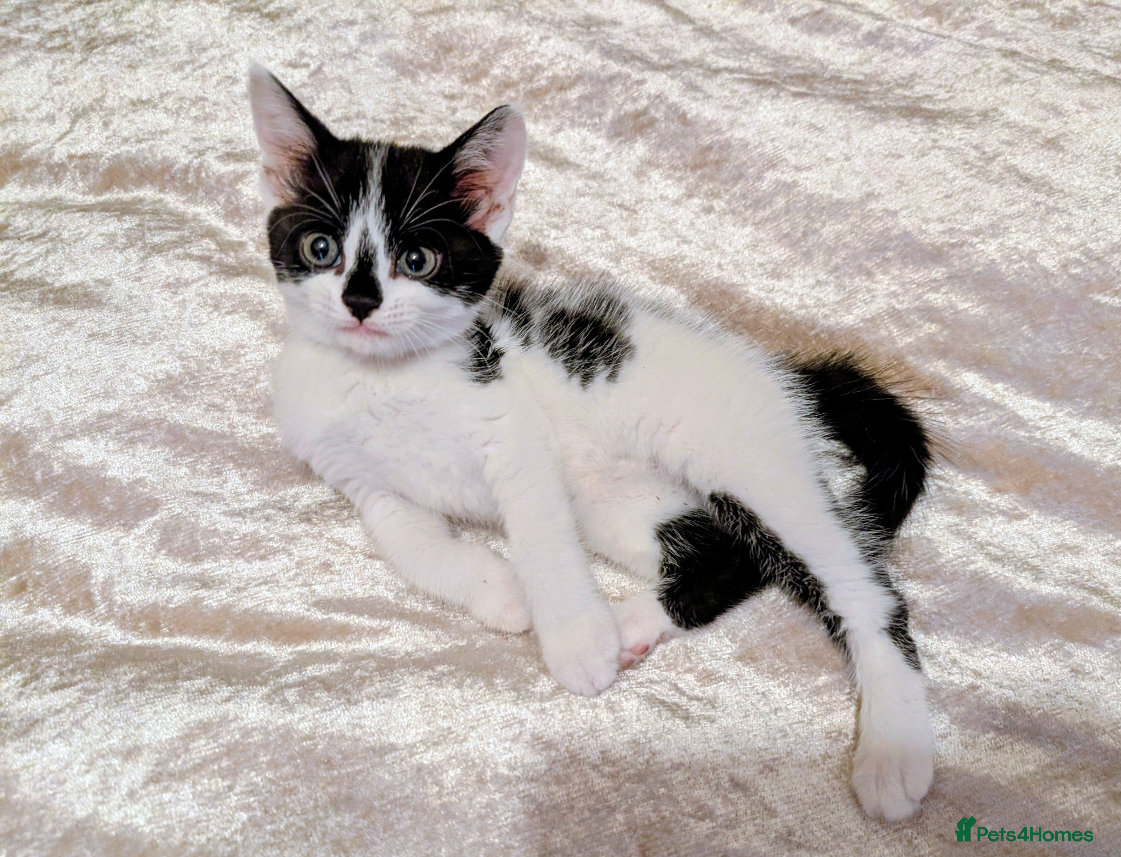 Mixed Breed cats Rainbow litter of beautiful kittens - part BSH - Advert 2
