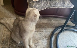 Scottish Fold cats for sale: Adorable 8 weeks old Scottish fold kittens! - Image 15