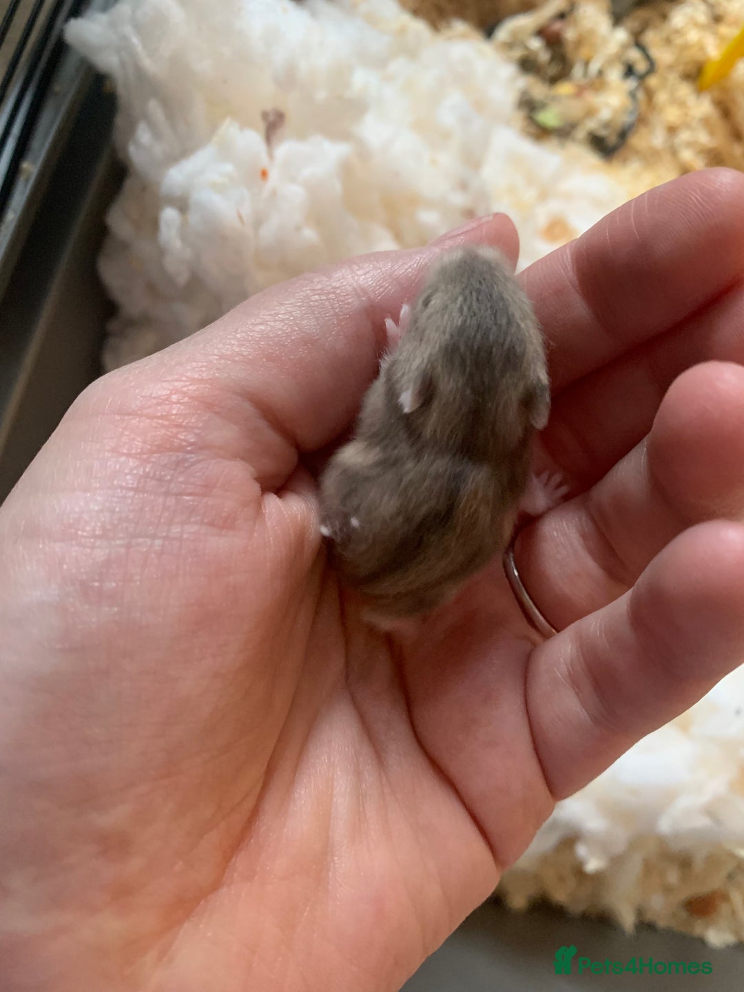 Hamster rodents for sale: Dwarf hamsters for sale 🙂 - Image 3
