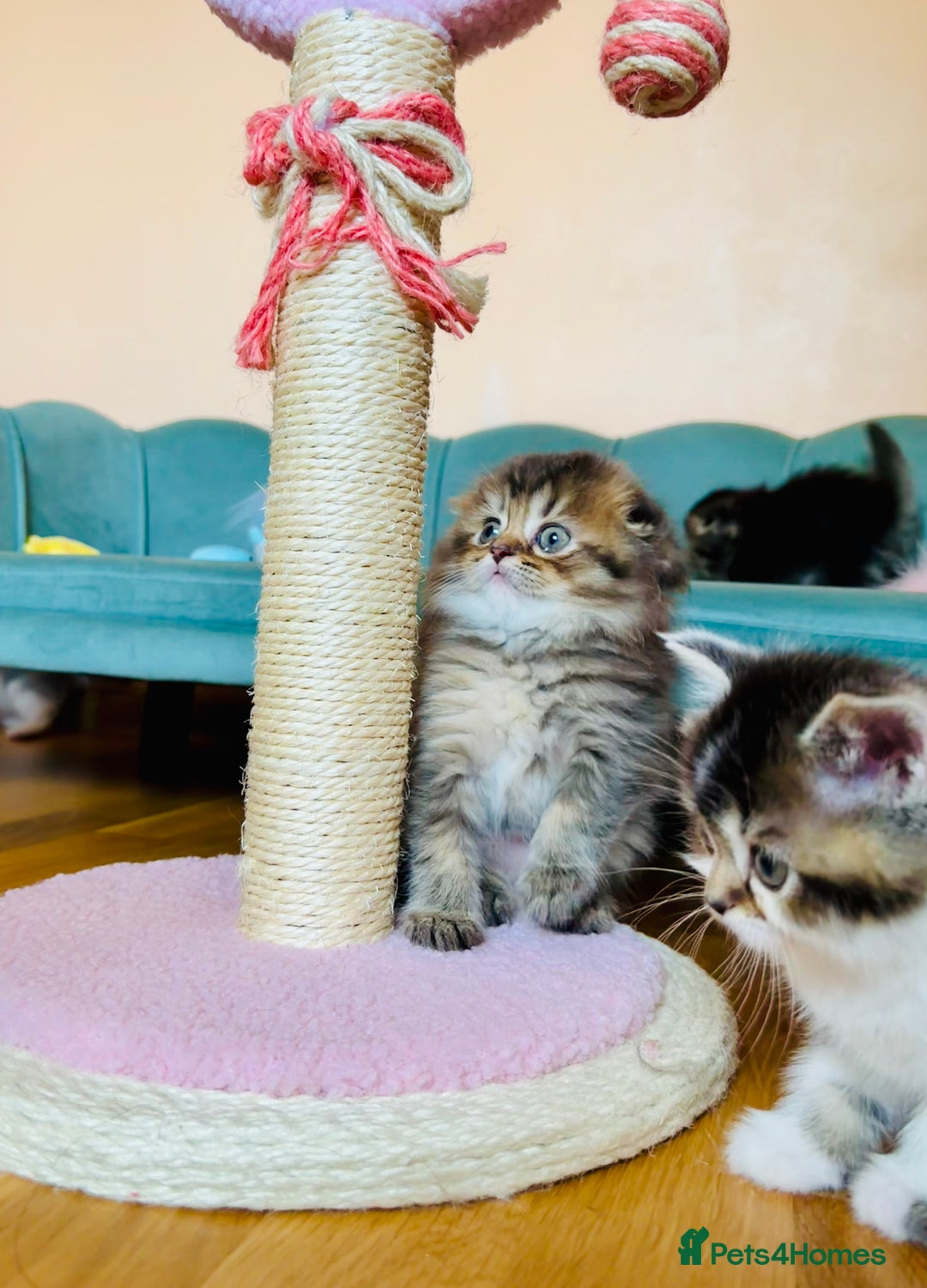 Scottish Fold cats for sale: Scottish Fold Pedigree Kittens in Romford - Image 14