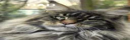 Maine Coon cats for sale: TICA Pedigree Champion Line Maine Coon babies  - Advert 3