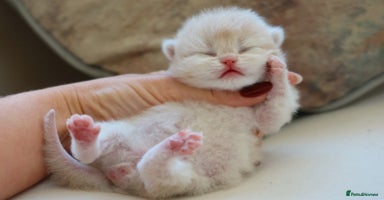 British Shorthair cats - Advert 11