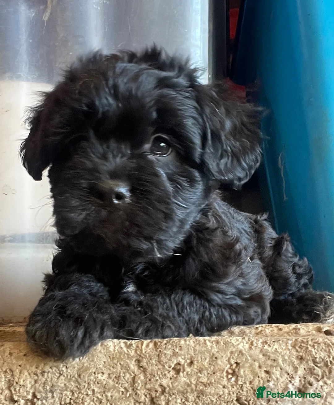 Mixed Breed dogs for sale: Gorgeous Froodle Pups for sale - Advert 2