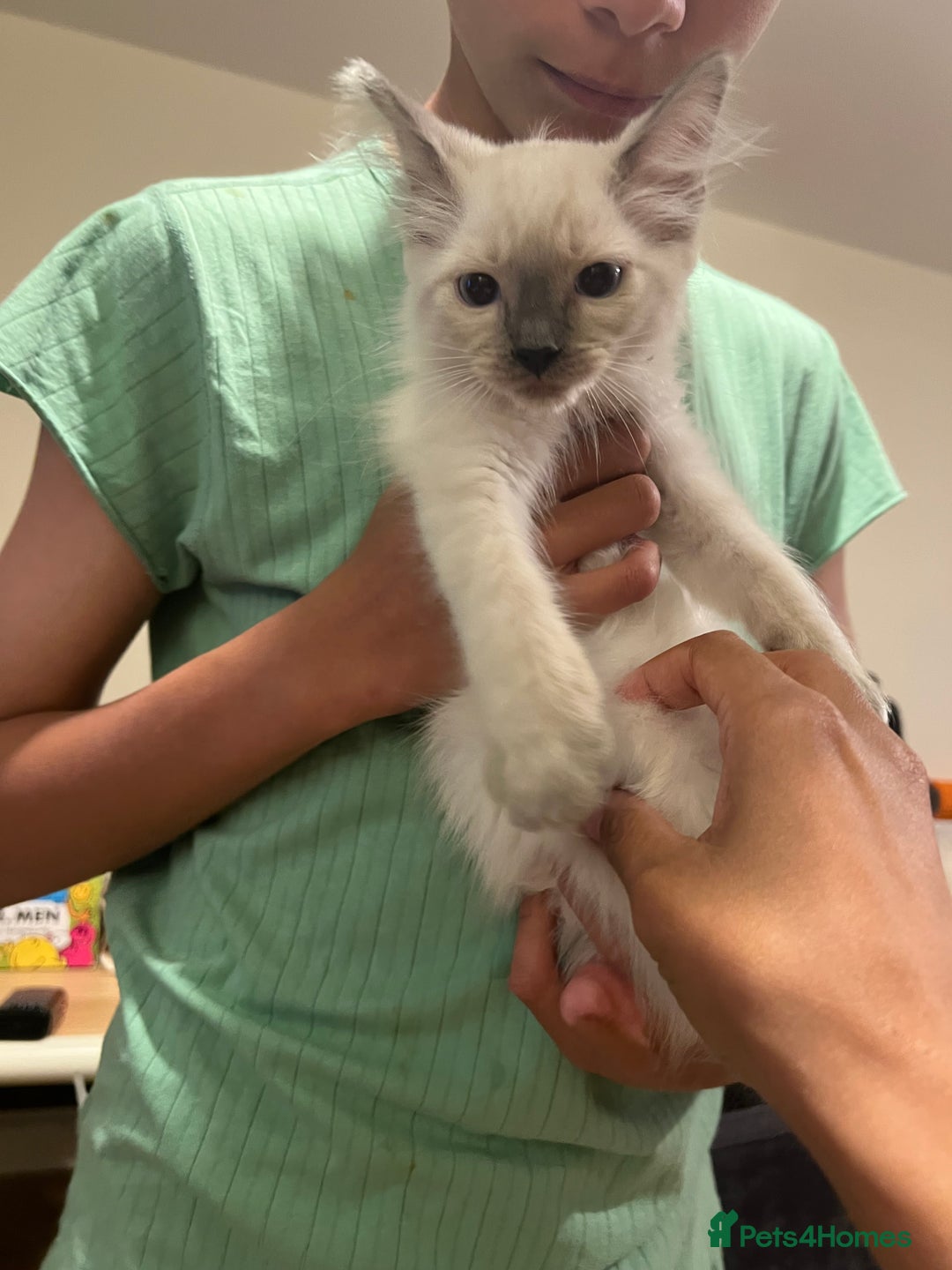 Ragdoll cats for sale: Last few Ragdoll Kittens—price reduced  - Image 16
