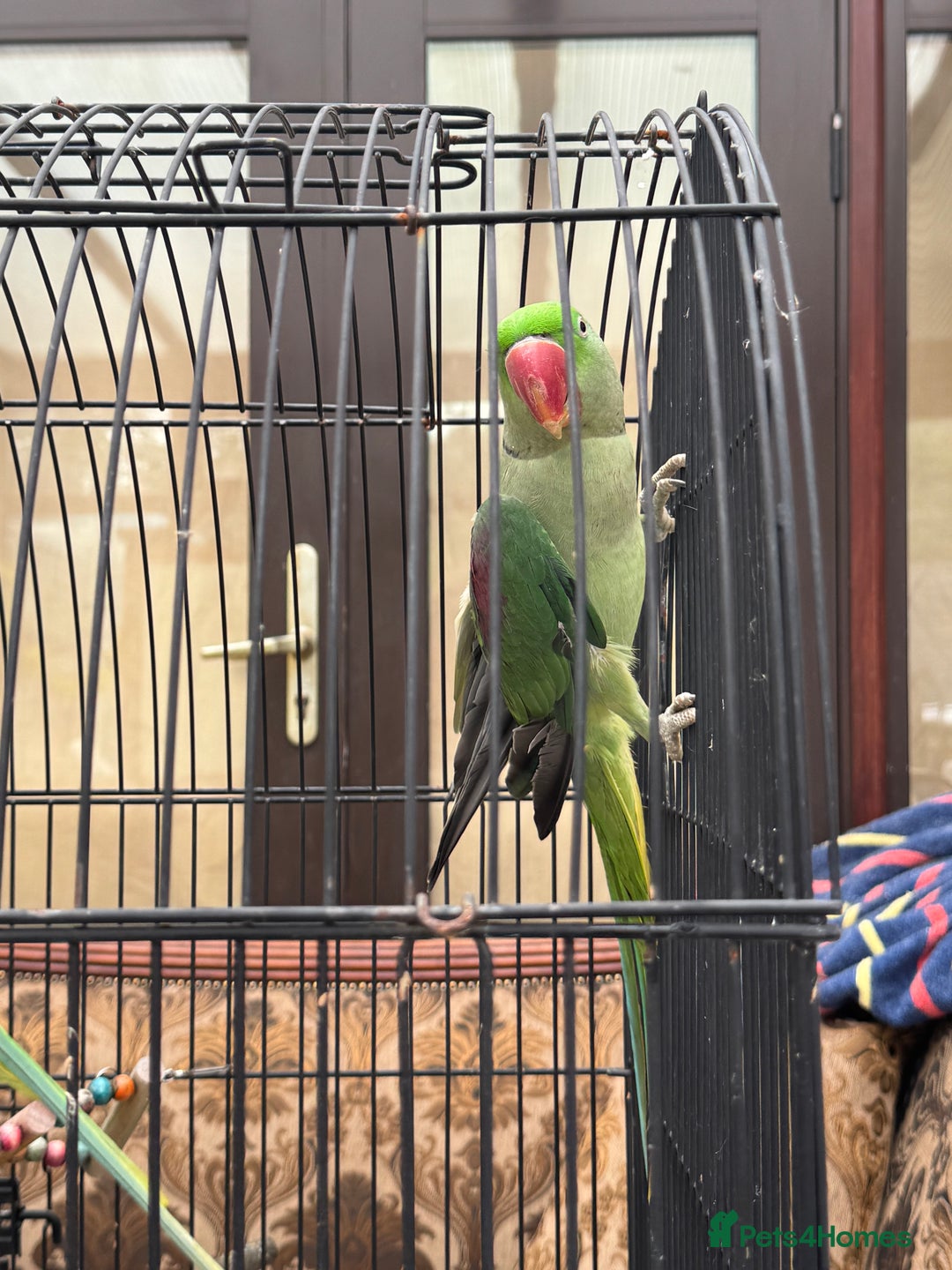 Parrots birds for sale: Pair Of Alexandrine Parrots - Image 10