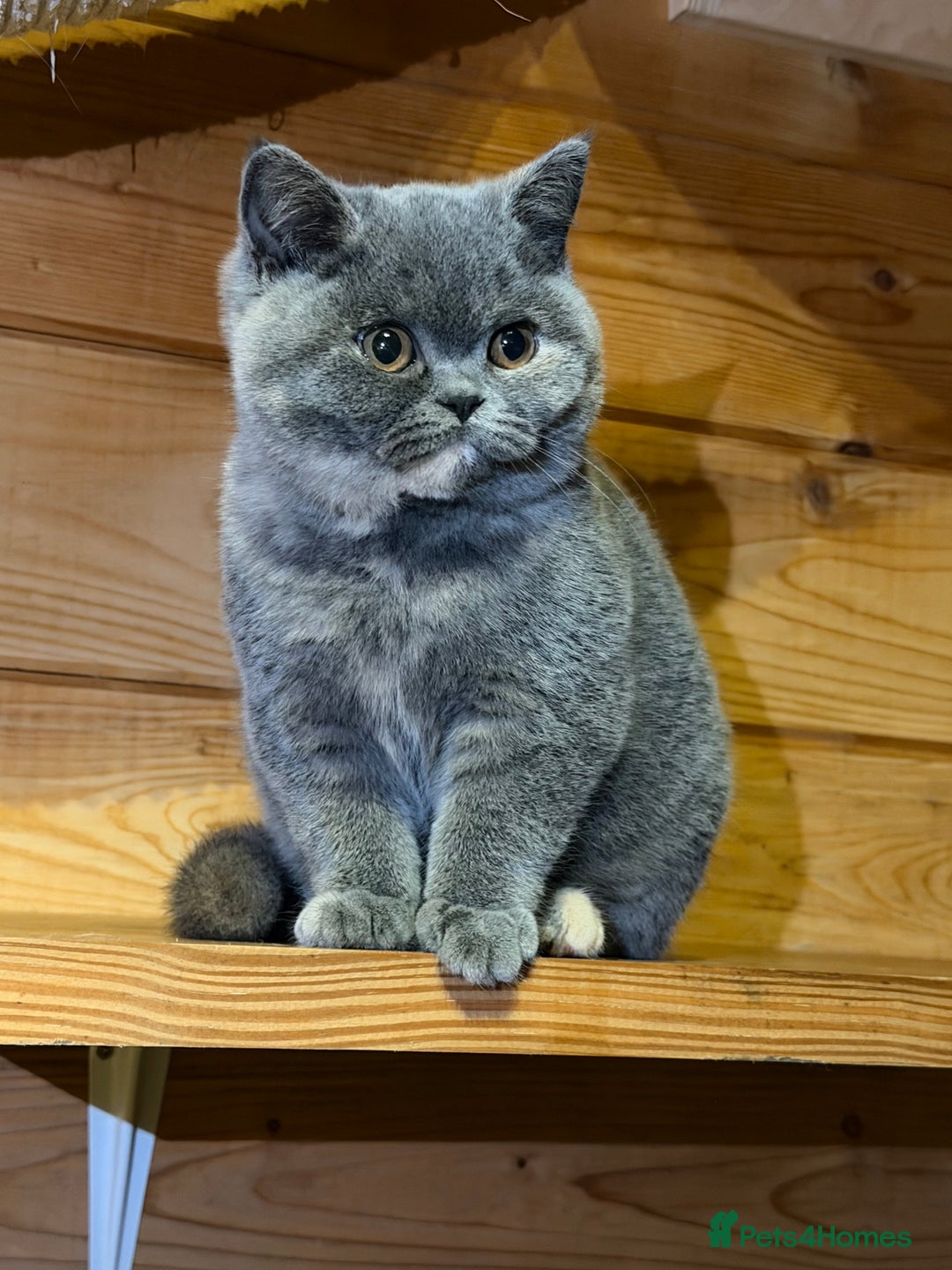 British Shorthair cats for sale: British Shorthair Kittens blue tortie  - Advert 4