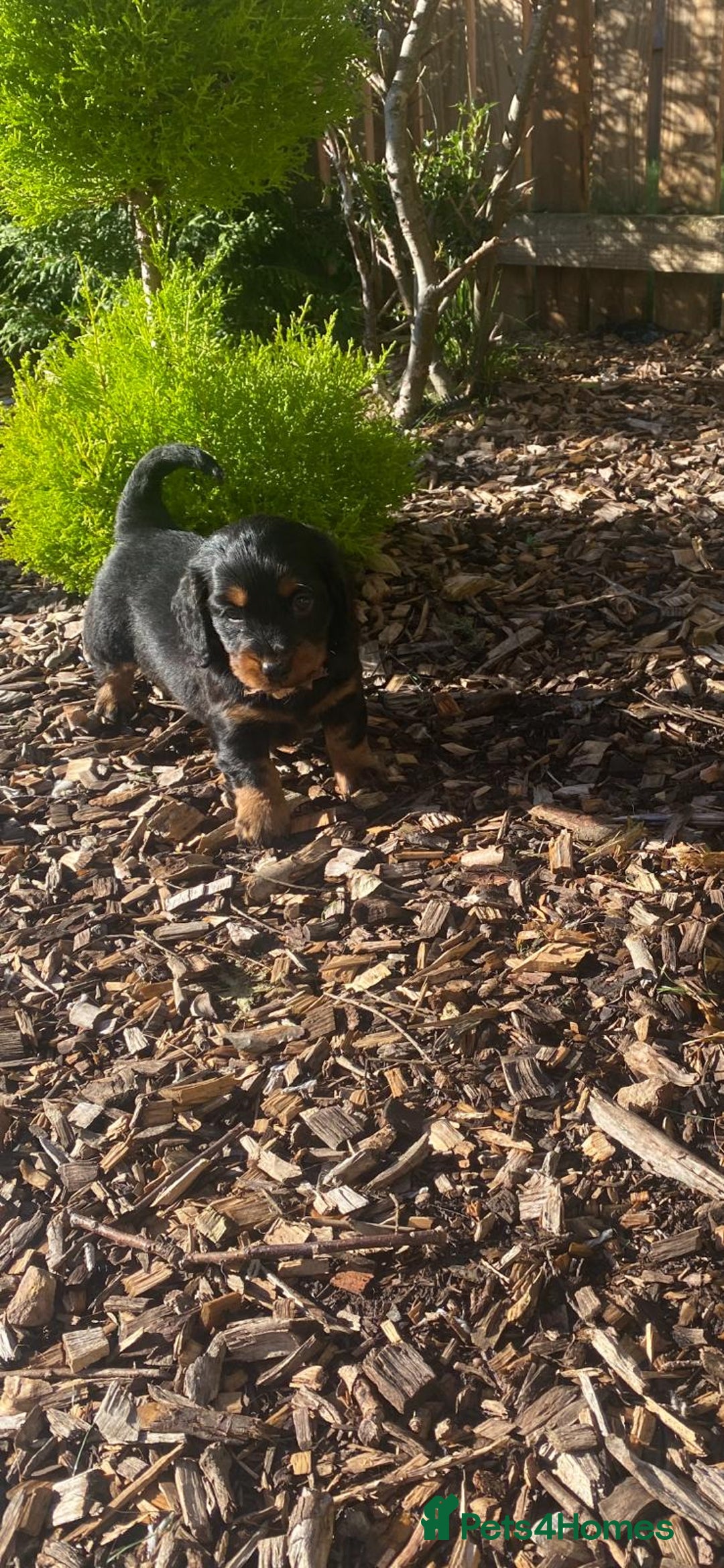 Mixed Breed dogs for sale: Daxipoo puppies - Image 18