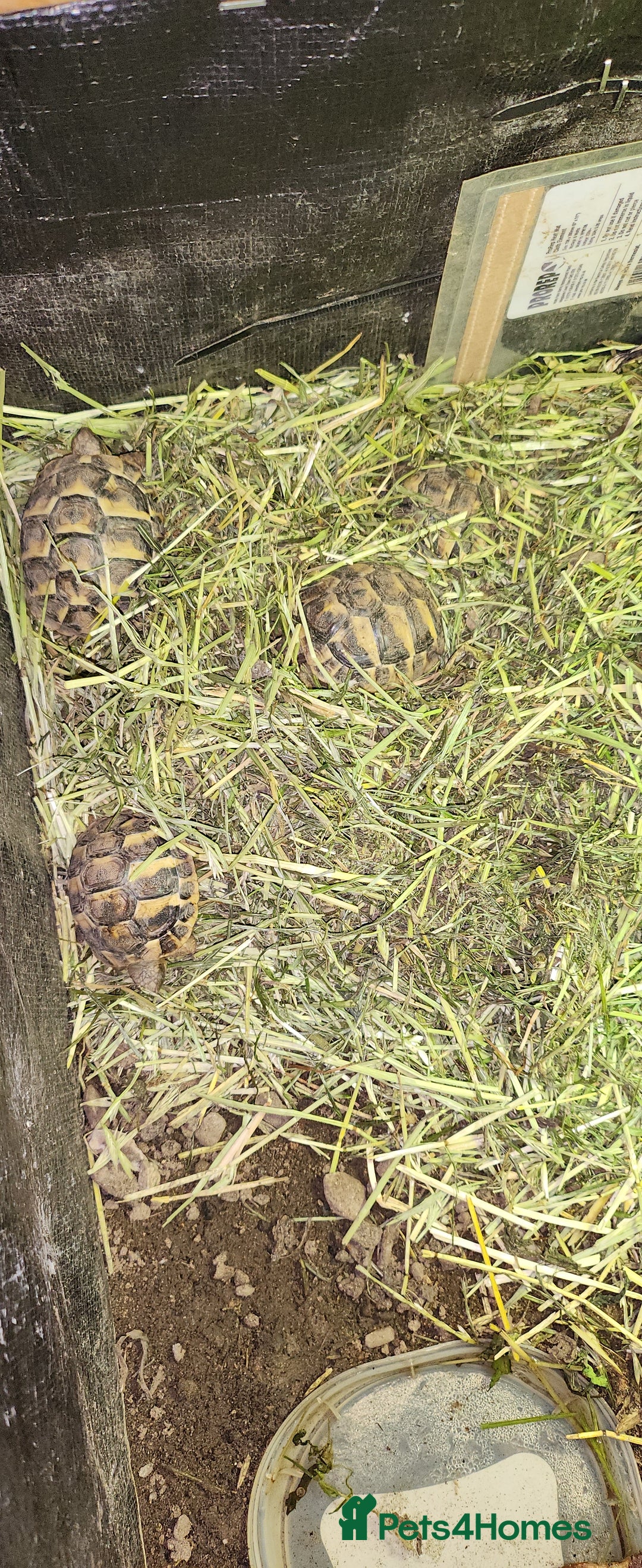 Hermann Tortoise reptiles for sale: Testudo hermanni  Hermans Tortoise  - Image 2