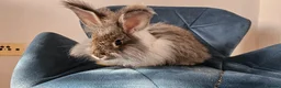 Angora rabbits for sale: ❤️Stunning full- face English Angora Babies❤️ - Advert 8
