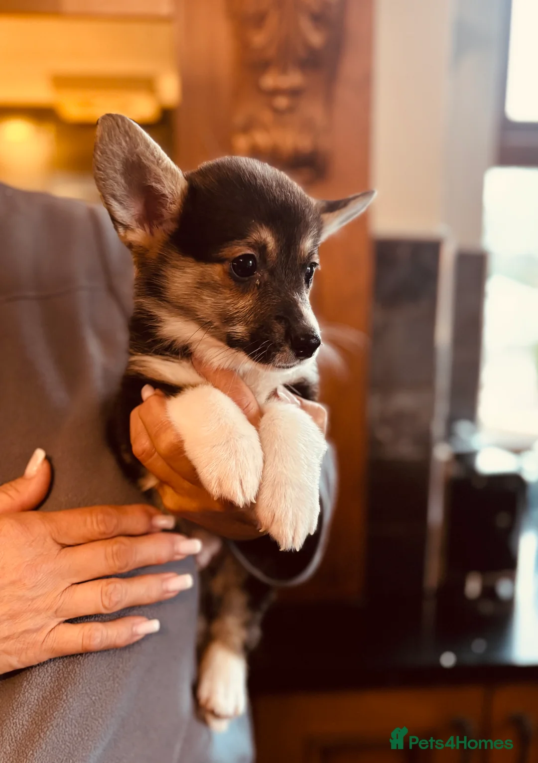 Welsh Corgi Pembroke dogs for sale: KC litter, health tested parents, licensed breeder - Advert 5