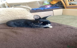 Netherland Dwarf rabbits for sale: Sweet Boy Looking for a New Forever Home - Image 2