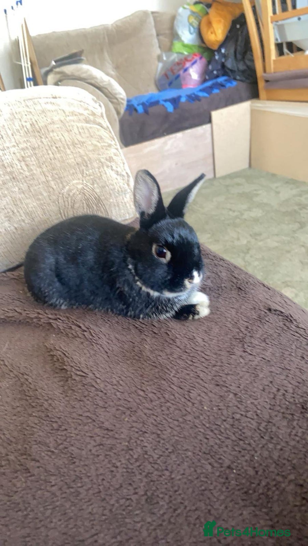 Netherland Dwarf rabbits for sale: Sweet Boy Looking for a New Forever Home - Image 2