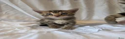 Bengal cats for sale: Stunning Bengal Kittens – Reservations Now Open🐆 - Advert 21