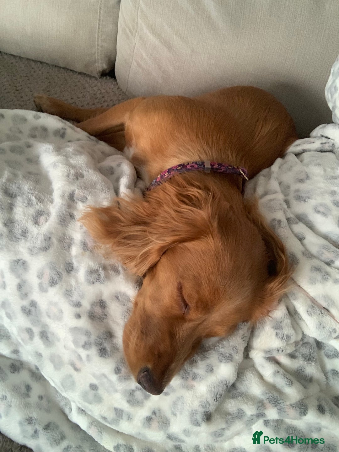 Cocker Spaniel dogs for sale: 7 month old female cocker spaniel - Advert 4