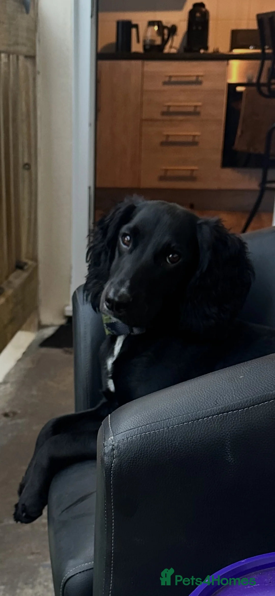 American Cocker Spaniel dogs for sale: Roxie  in Chichester - Advert 2
