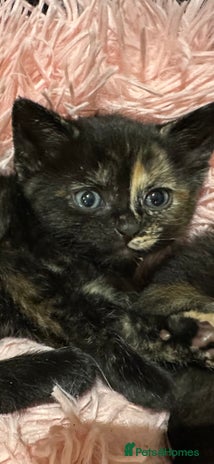 Domestic Shorthair cats - Advert 2