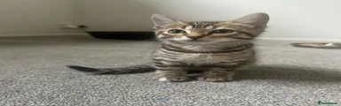 Bengal 2
