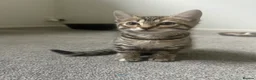 Bengal cats for sale: Bengal kittens  - Advert 5