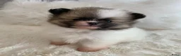 Pomeranian dogs for sale: Outstanding KC Tiny baby Poms puppies  - Advert 7