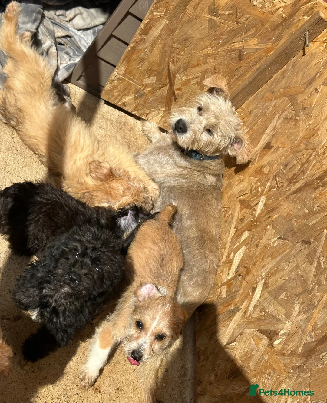Jackapoo dogs for sale: Jackapoo puppies ready to leave now - Advert 1