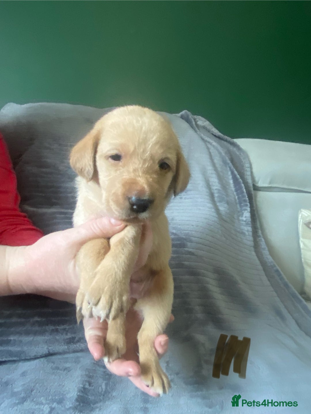 Labrador Retriever dogs for sale: Stunning litter of 9 golden labradors  - Advert 16