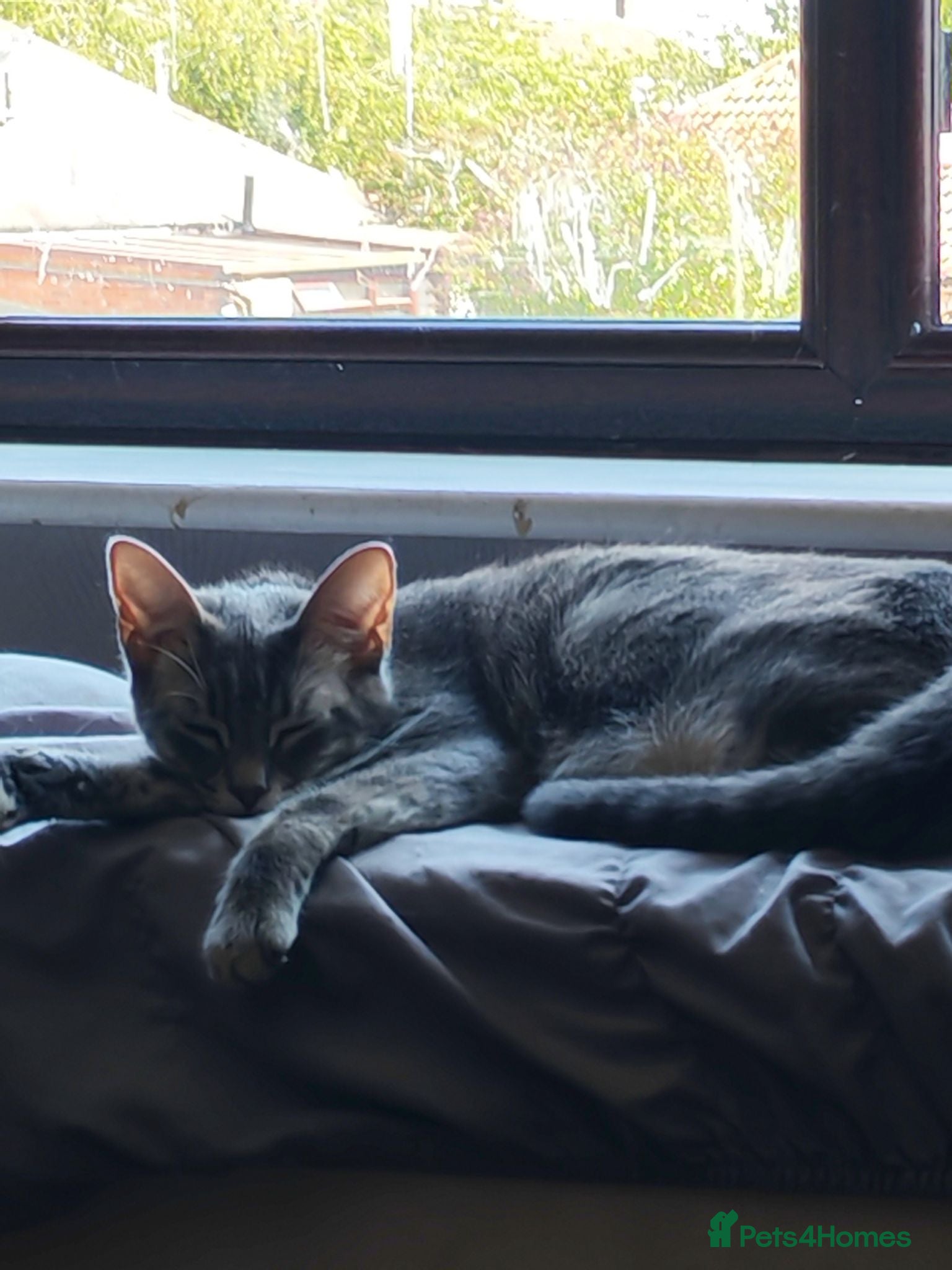 Mixed Breed cats Mixed kittens long hair and short hair  - Advert 2