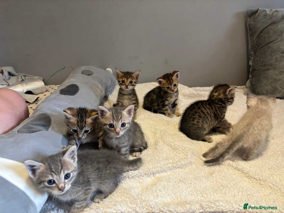 Savannah cats for sale: Savannah x kittens  - Image 10