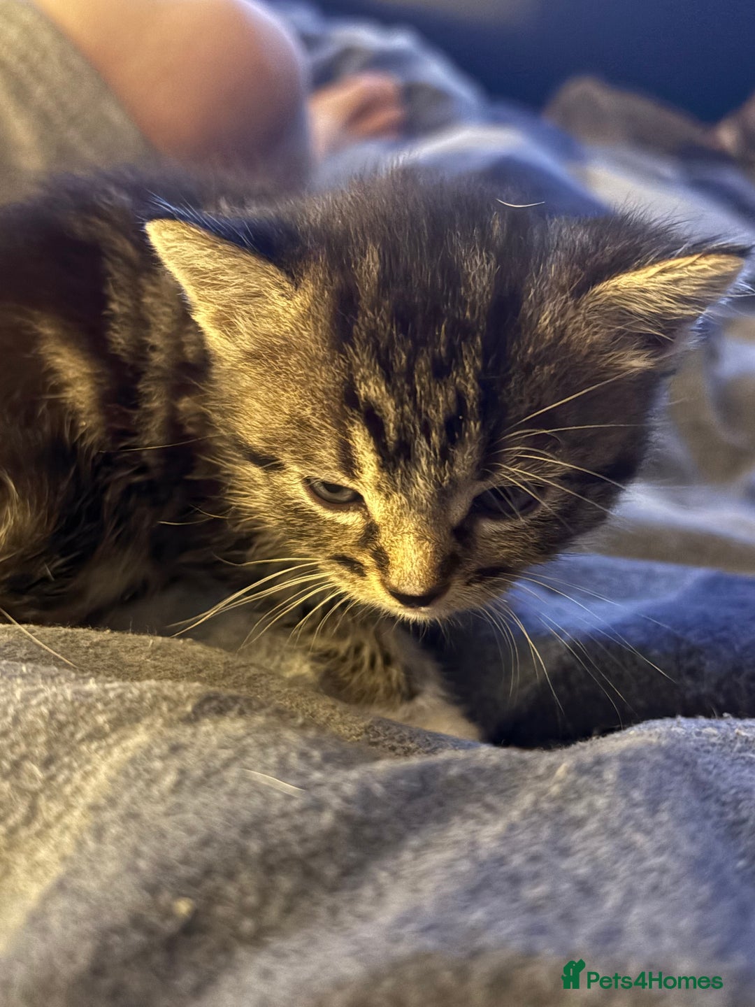 Domestic Shorthair cats for sale: Beautiful Litter of 4 Kittens - Image 2