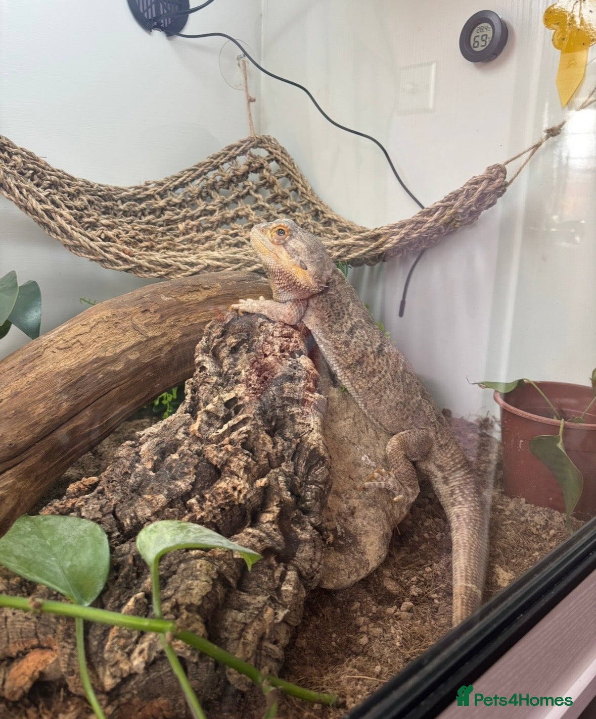 Bearded Dragon reptiles Male bearded dragon - Advert 1