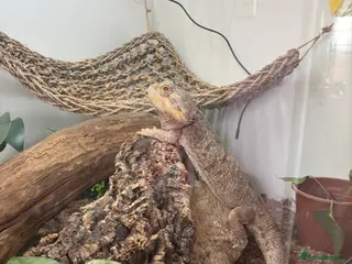 Bearded Dragon reptiles Male bearded dragon - Advert 1