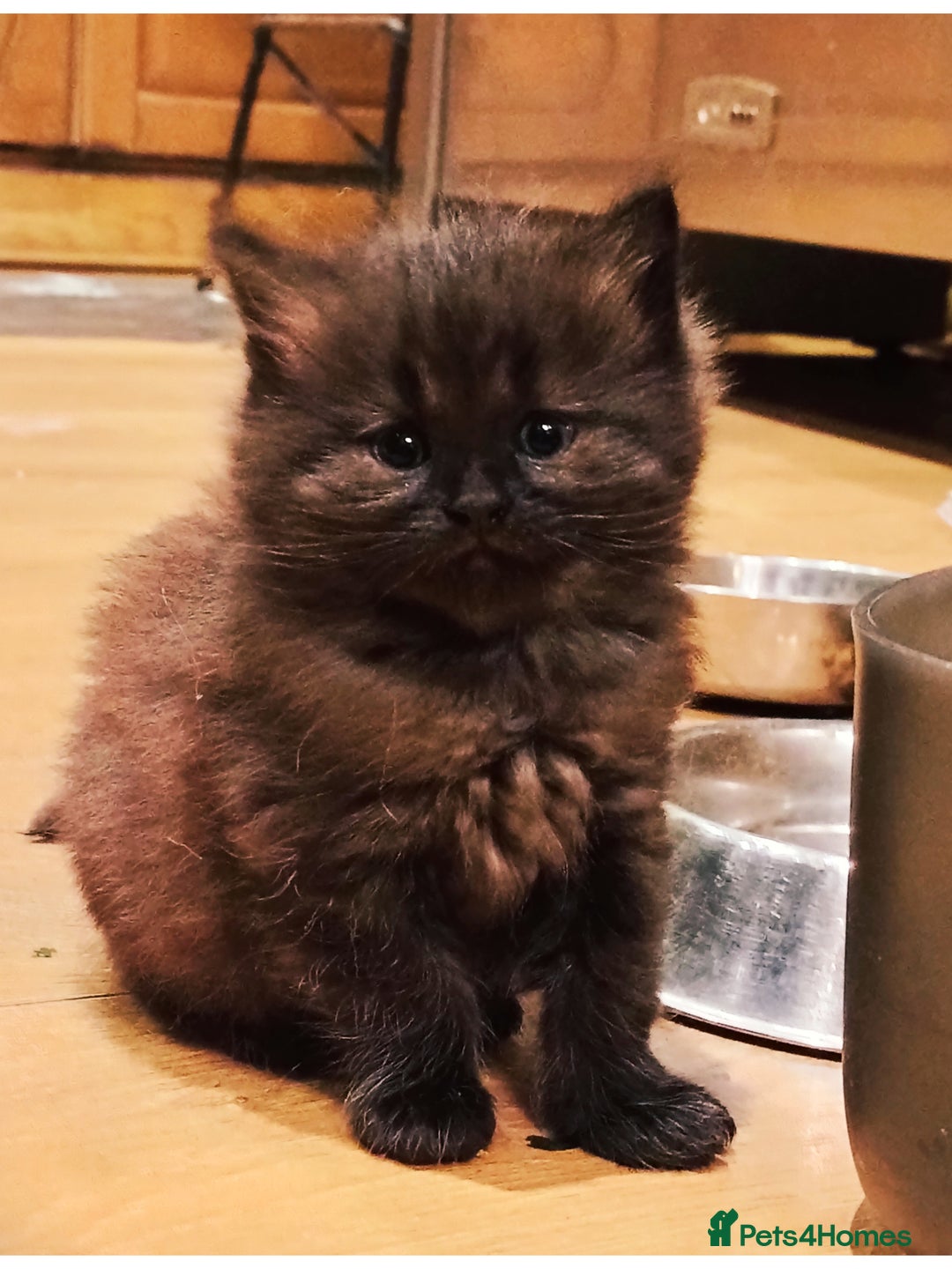 Siberian cats for sale: #4 lovely Siberian male kittens  - Image 7