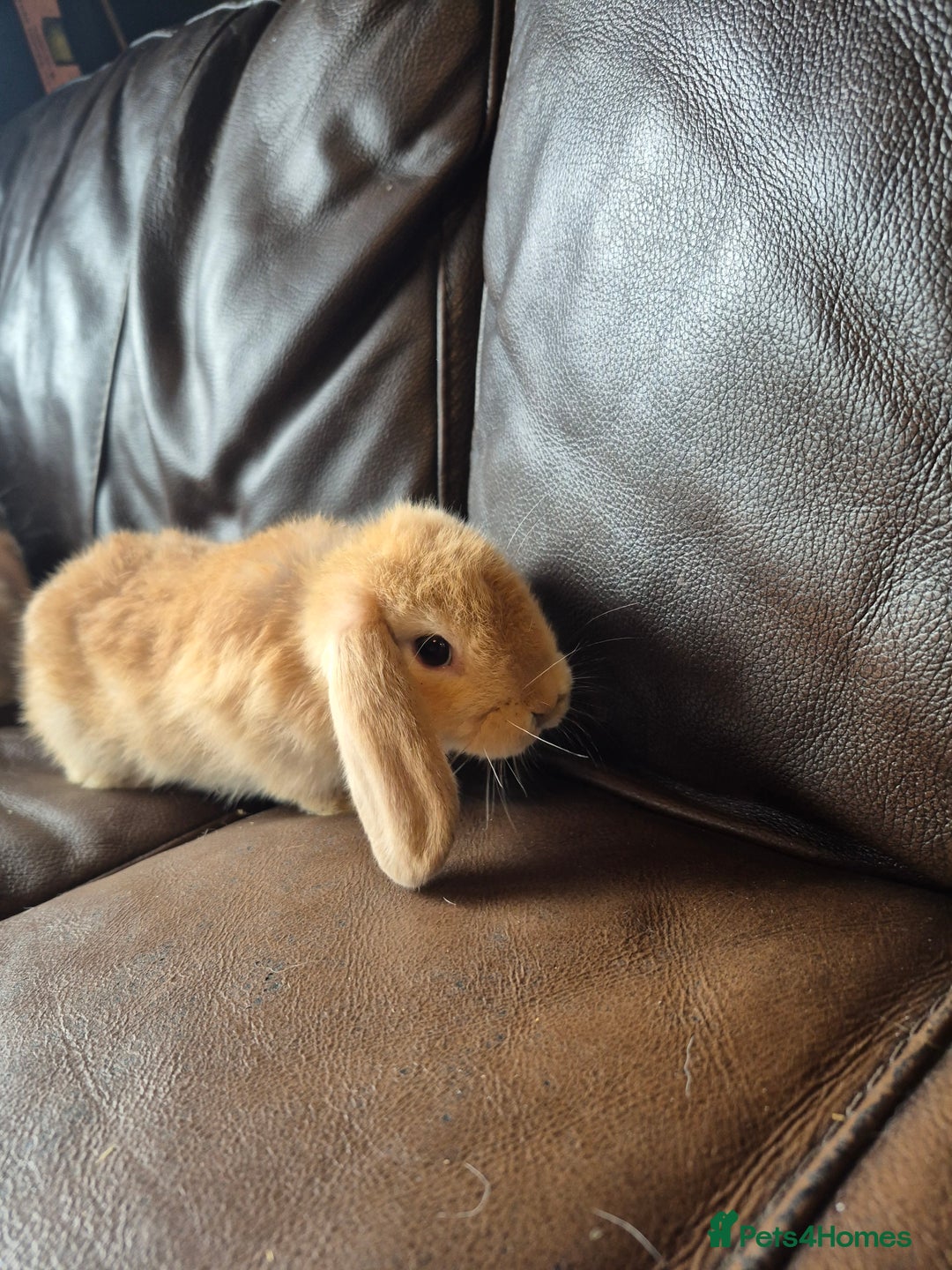 English Lop rabbits for sale: Holland lop baby rabbits  - Image 4