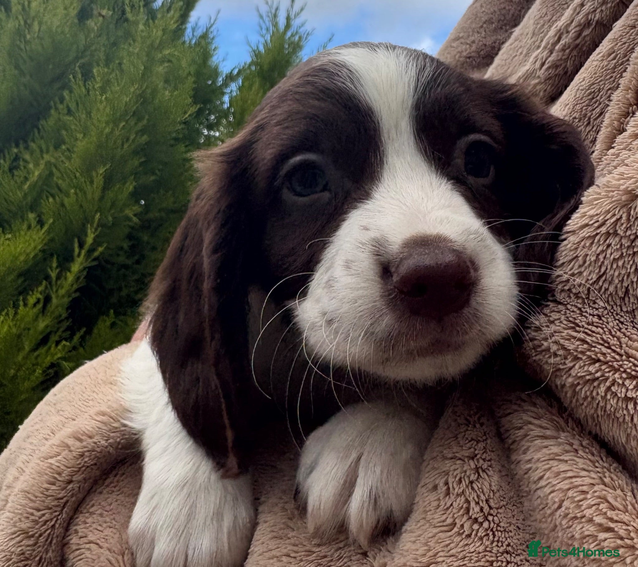 Sprocker dogs Beautiful F1 Sprocker Puppies  - Advert 5