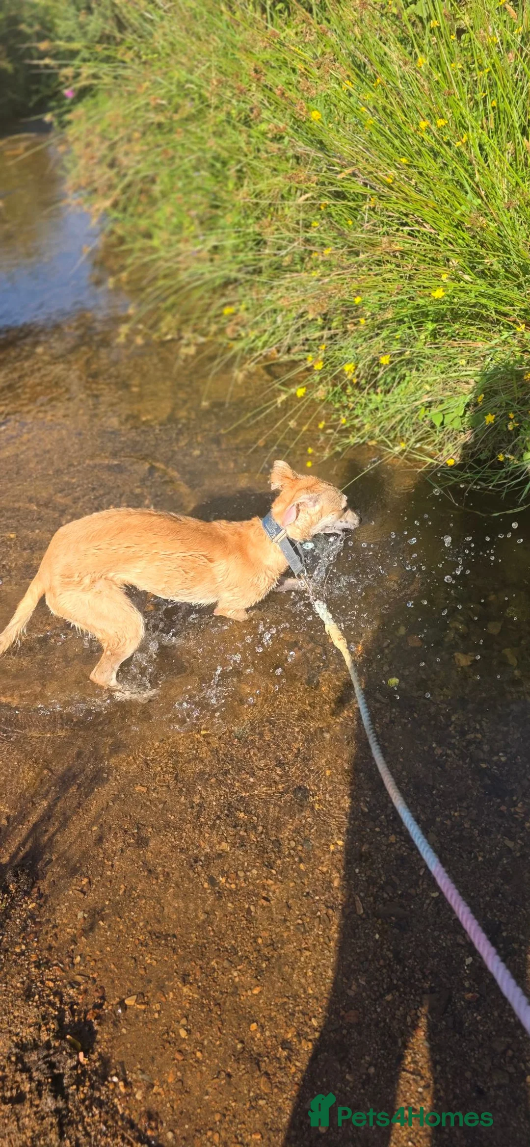 Mixed Breed dogs for sale: Beddy / whippett mix in Saint Austell - Advert 2