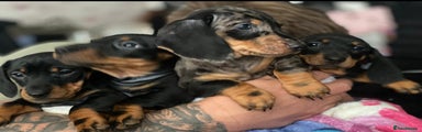 Dachshund Puppy 2