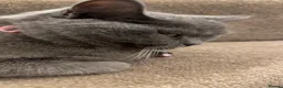 British Shorthair cats for sale: Grey British shorthair  - Advert 5