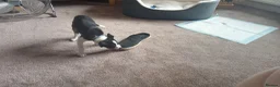Border Collie dogs for sale: Kevin Smith in Lincoln - Advert 4