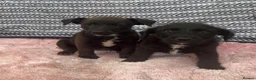 Jack Russell dogs for sale: Miniature Jack Russell’s - Advert 4