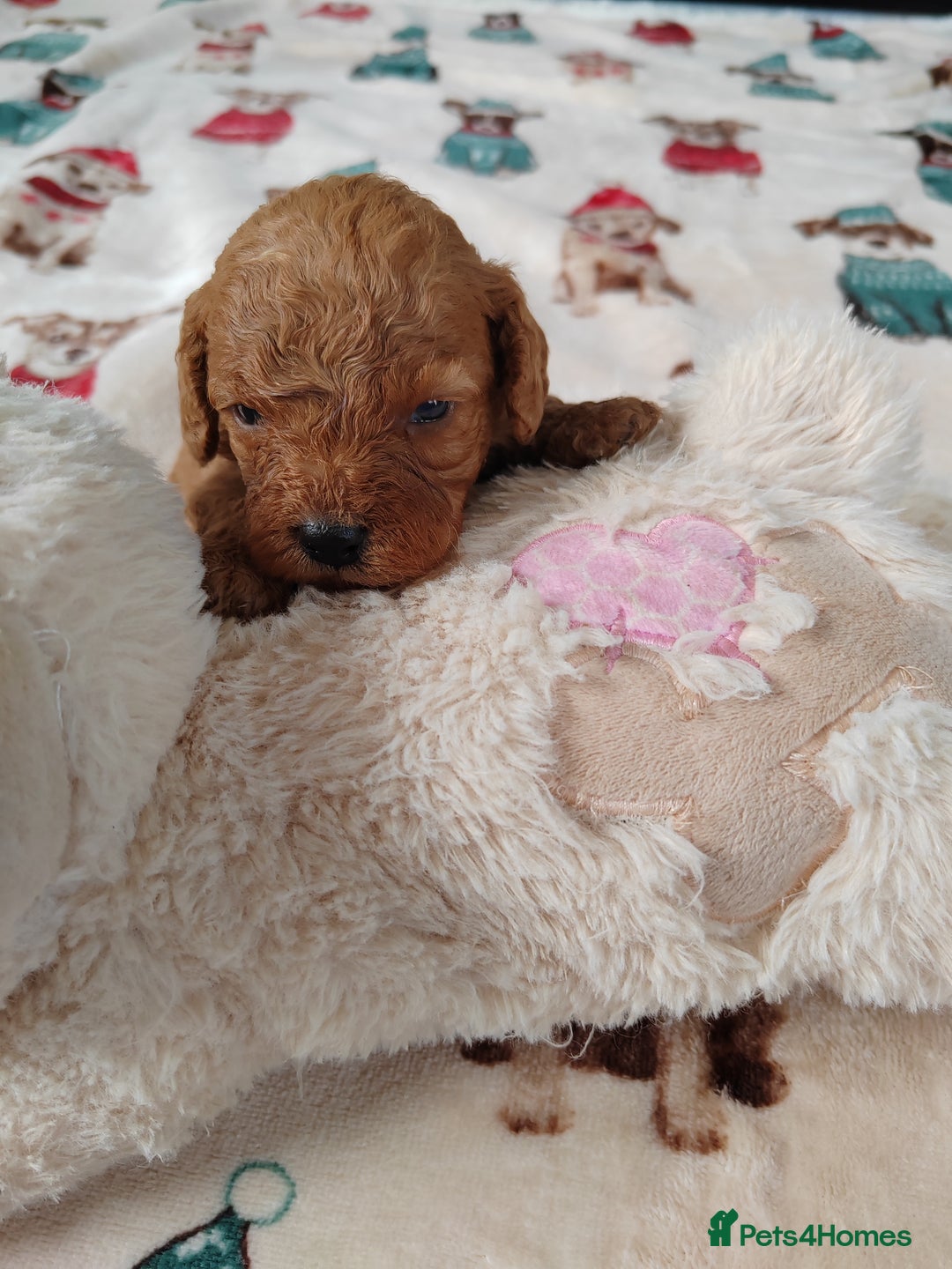 Cavapoo dogs for sale: TOY CAVAPOO DNA TESTED PARENTS AND GRANDPARENTS  - Image 13
