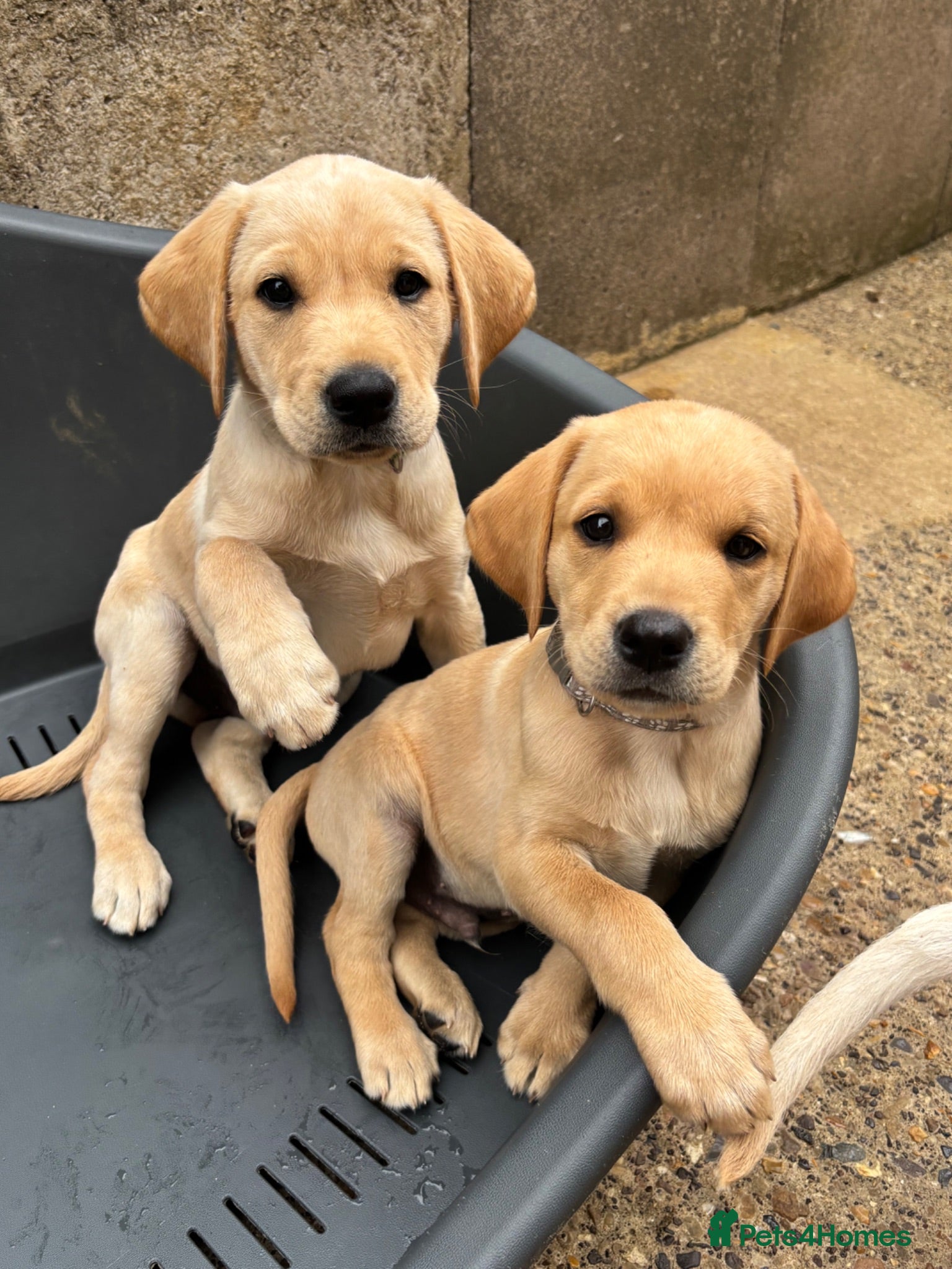 Labrador Retriever dogs Beautiful Labrador puppies  - Advert 5