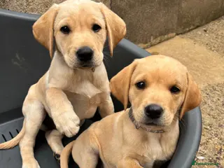 Labrador Retriever dogs Beautiful Labrador puppies - Advert 5