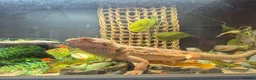 Bearded Dragon reptiles for sale: Bearded dragon for sale - Advert 4