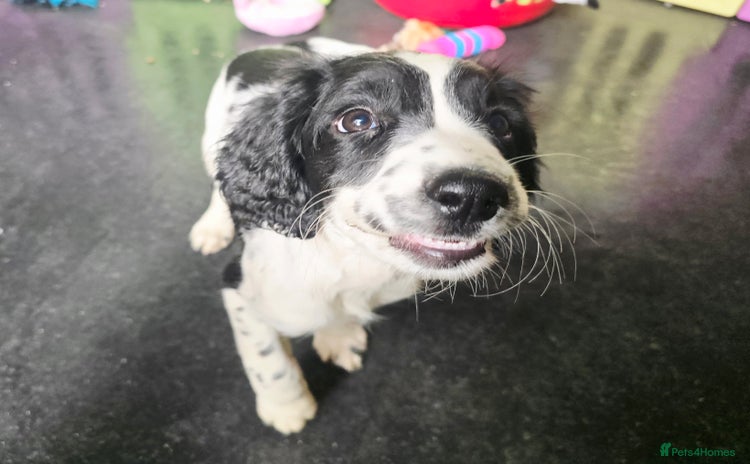 English Springer Spaniel dogs - Advert 4