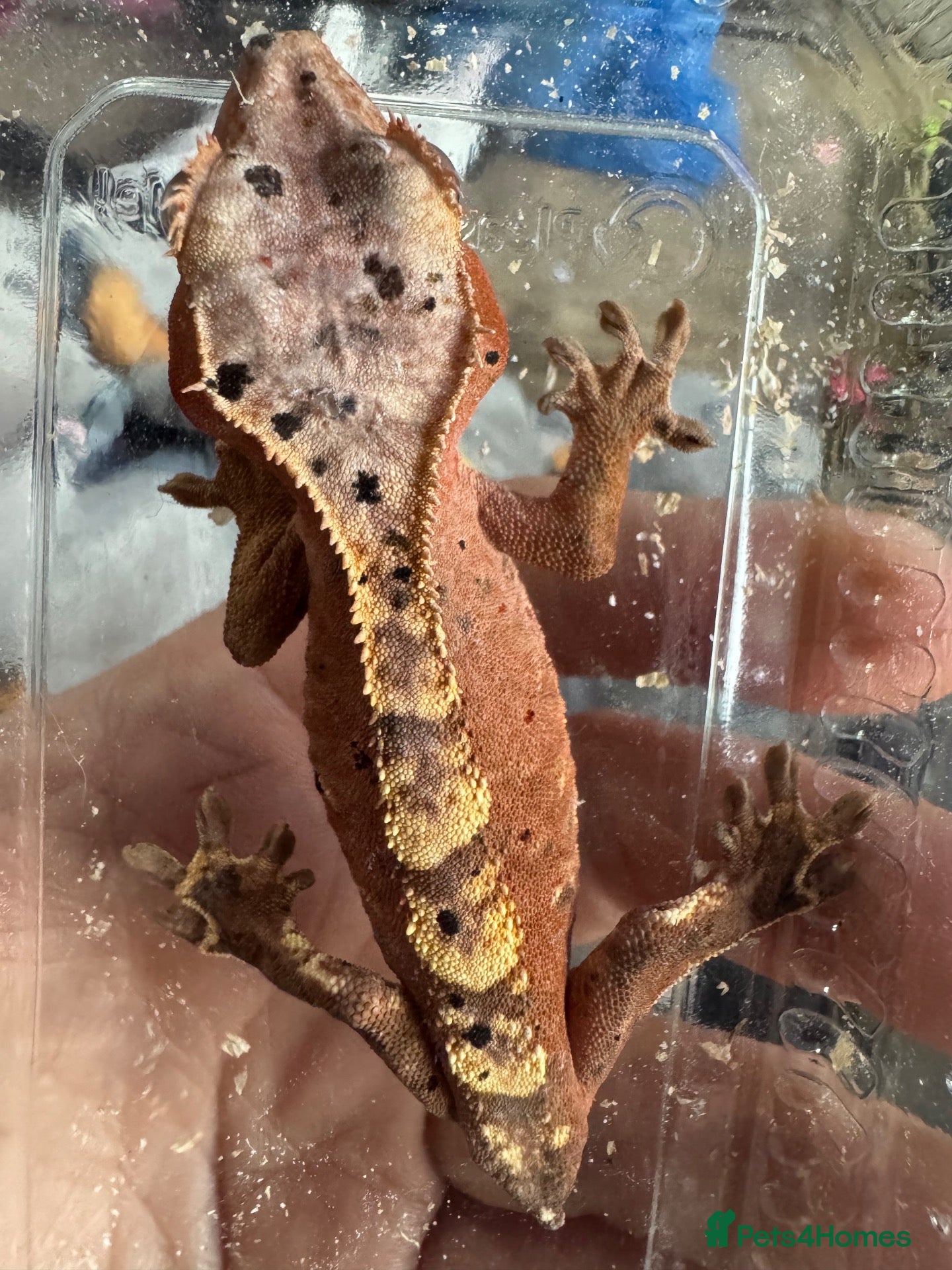 Gecko reptiles Beautiful Red/Orange Dalmatian Crested Gecko - Advert 1