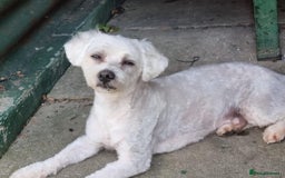Zuchon dogs for sale: Zuchon Puppies for sale 6 Male and 2 Female  - Image 12