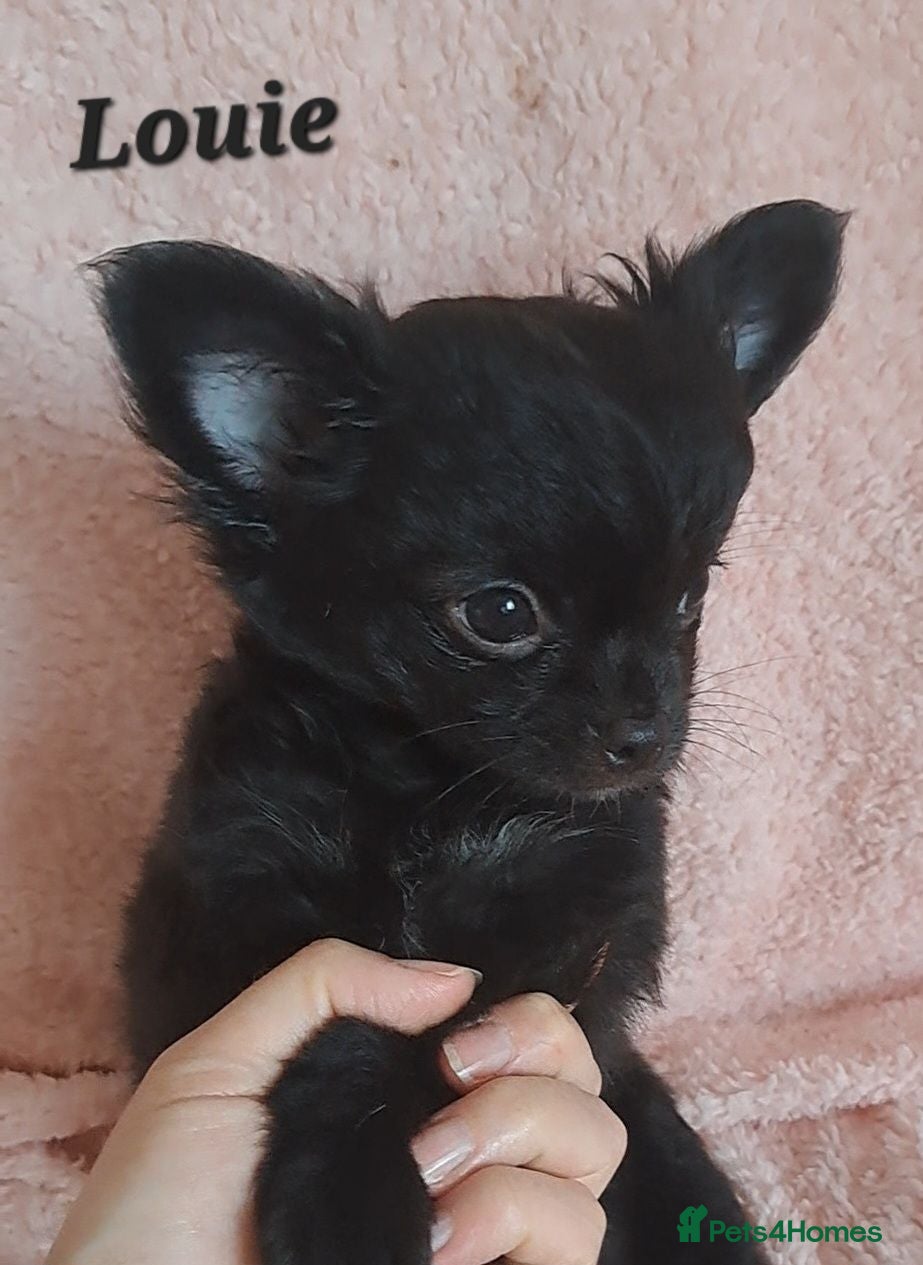 Chihuahua dogs Long Coat Chihuahua pups - Advert 6